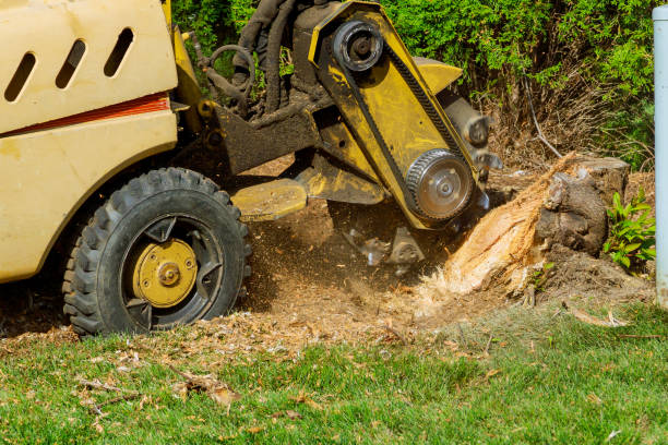 Trusted Hart, MI Tree Service Experts